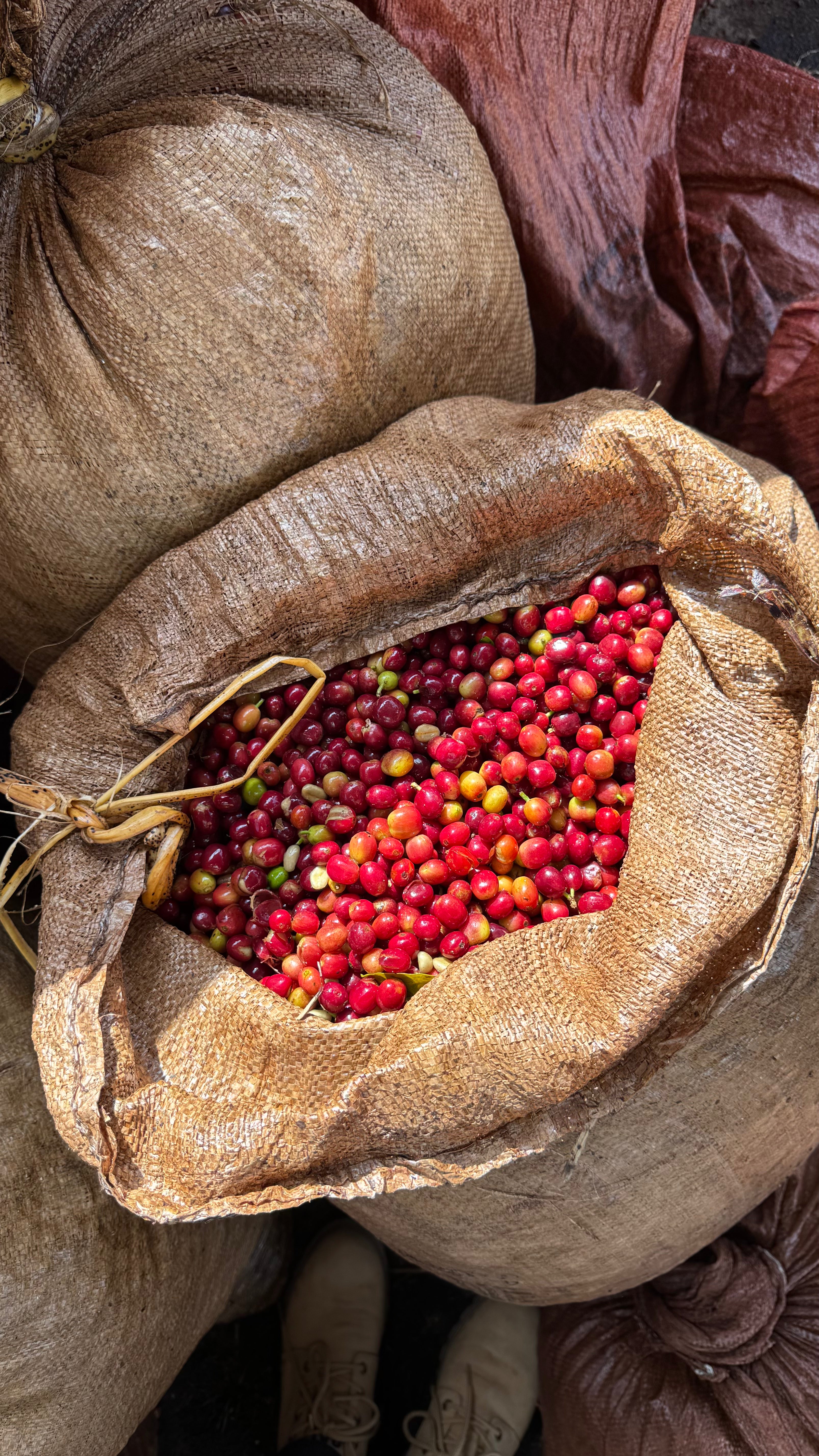 Etiopia Hambella Wamena