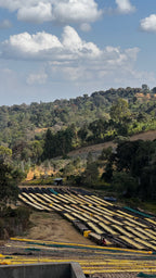 Etiopia Hambella Wamena