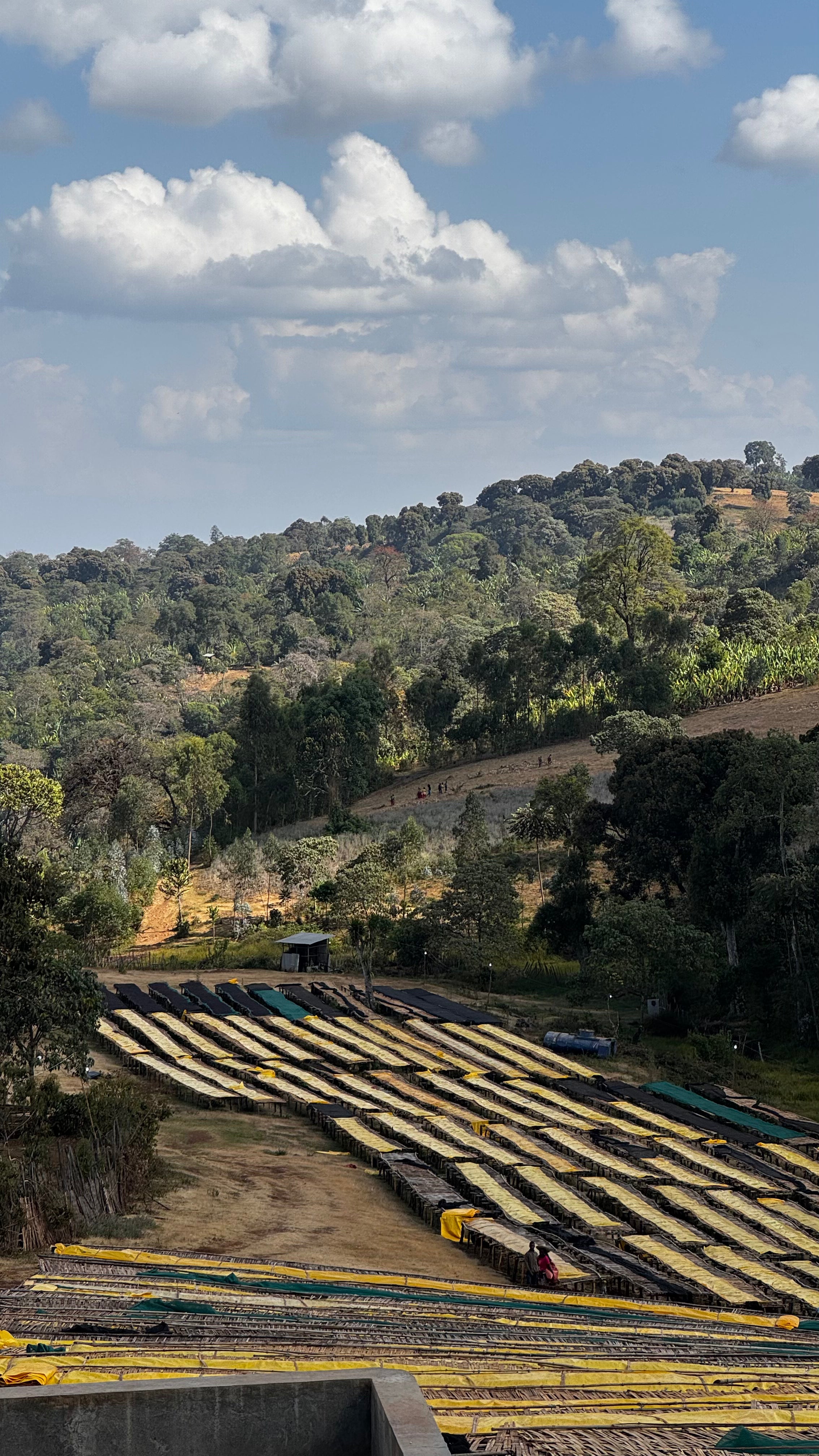 Etiopia Hambella Wamena